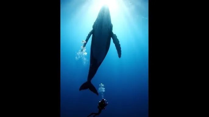 暖暖日本免费观看更新2019 - 深蓝星球：探索海洋深处的未知世界